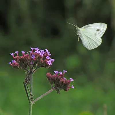 Weißer Schmetterling fliegt auf eine Verbene zu