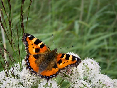 Auf der Blüte von Wiesen-Bärenklau sitzt ein Schmetterling