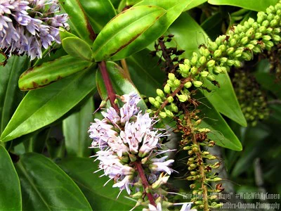 Nahaufnahme der gelb verfärbten Blätter eines Buddleja davidii