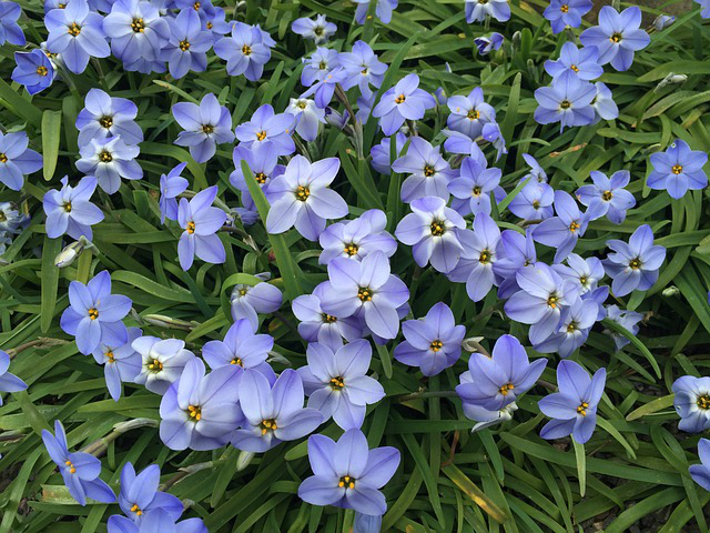 Blaue Sternblumen im Halbschatten