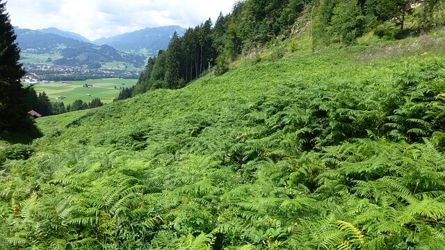 An einem Berghang gedeihen Wurmfarne wie ein Bodendecker