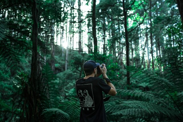 Ein Fotograf steht im Wald und richtet die Kamera auf ein Ziel in der Ferne. Der Waldboden ist nahezu vollständig bedeckt mit Wurmfarnen.