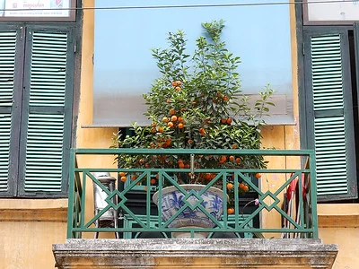 Ein Aprikosenbaum im Topf mit vielen Früchten steht auf einem sehr kleinen Balkon.