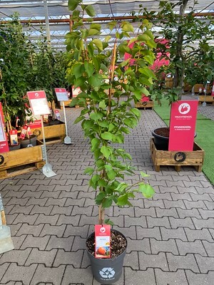 In einem Gartencenter steht eine kauffertige Säulenaprikose im Topf.