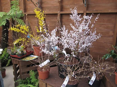 In einem Gartencenter steht ein kleiner Aprikosenbaum im Anzuchttopf zum Verkauf.