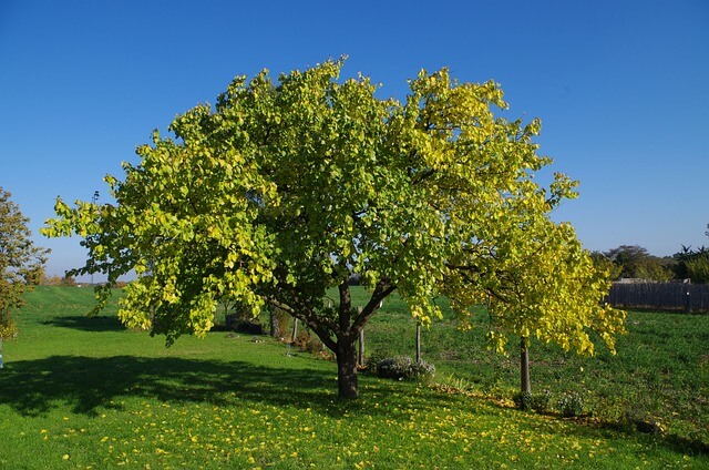 In einer Wiese steht ein prachtvoll blühender Aprikosenbaum.