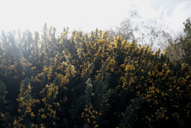 Nahaufnahme der immergrünen Berberitzen-Art Berberis julianae mit einem blickdichten Wachstum und gelben Blüten.