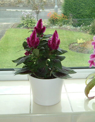 Auf einer Fensterbank steht eine violett blühende Celosia im weißen Blumentopf.