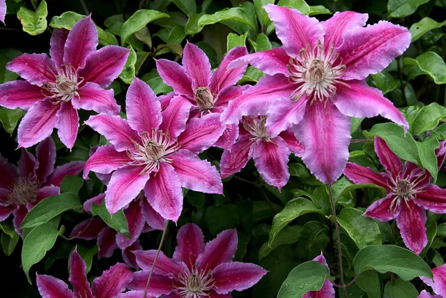 Clematis Nelly Moser mit Blüten