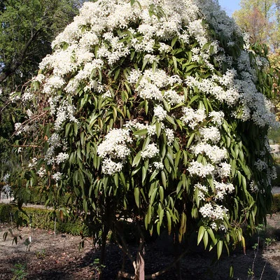 Clematis armandii im Garten