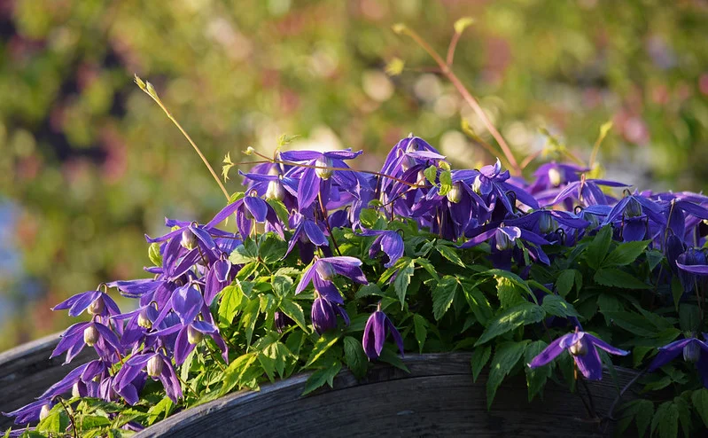 Winterharte Clematis alpina