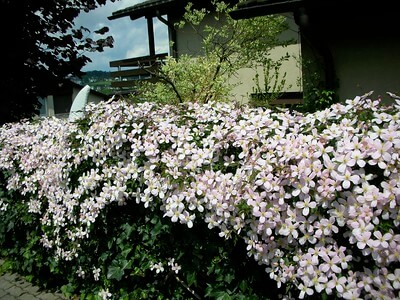 Vor einem Haus ist eine Mauer fast vollständig begrünt mit einer üppig blühenden Clematis montana rubens.