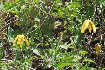 Winterharte Clematis orientalis mit Blüten