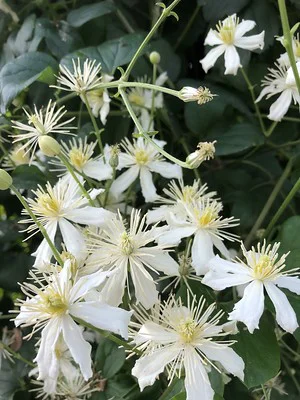 Winterharte Clematis vitalba