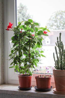 Auf der hellen Fensterbank steht eine Dipladenia für die Überwinterung