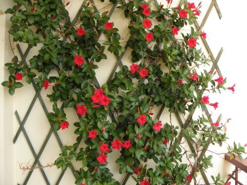 An einem Rankgerüst auf dem Balkon klettert eine rote Dipladenia