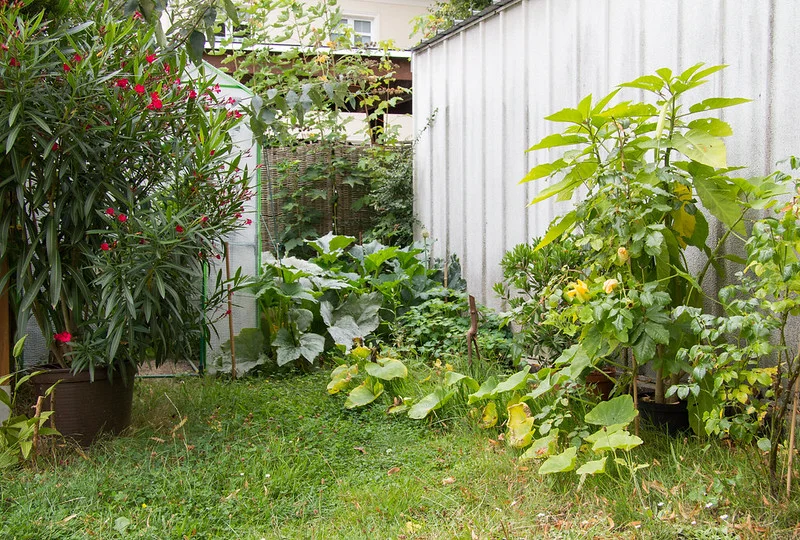 Engelstrompete und Oleander im Kübel stehen im Frühsommer im Garten