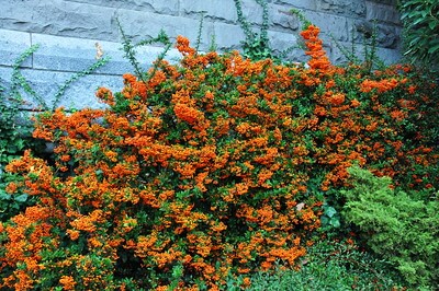 Ein großer Feuerdorn mit orangefarbenen Beeren und blickdichtem Wachstum