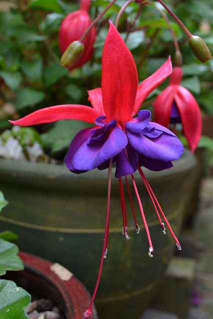 Fuchsia Mrs. Popple Einzelblüte