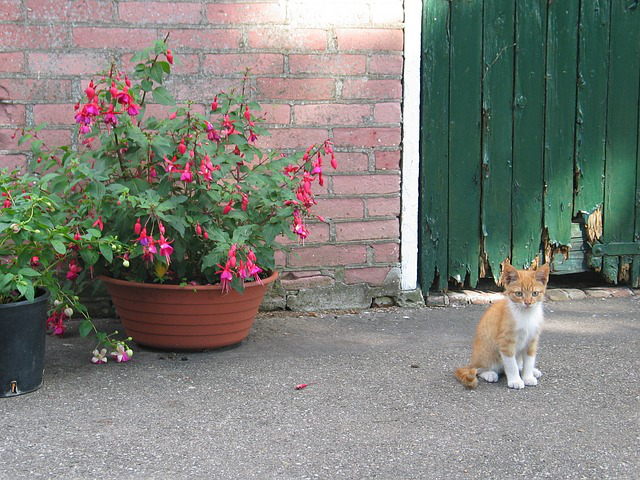 Auf einem Hof steht neben der Tür eine Schale, die mit Fuchsien bepflanzt ist