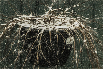 Erfrorene Fuchsie im Kübel mit Schnee bedeckt.