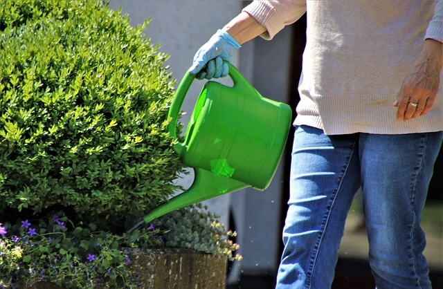 Eine Hobbygärtnerin in Arbeitskleidung und mit Handschuhen hält eine grüne Gießkanne und lässt daraus das Wasser direkt auf die Wurzelscheibe eines Buchsbaums laufen.