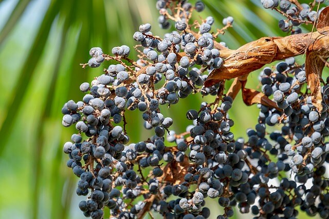 Nahaufnahme von Beeren einer weiblichen Hanfpalme