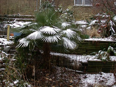 In einem winterlichen Vorgarten steht eine ausgepflanzte Hanfpalme, bedeckt mit Schnee.