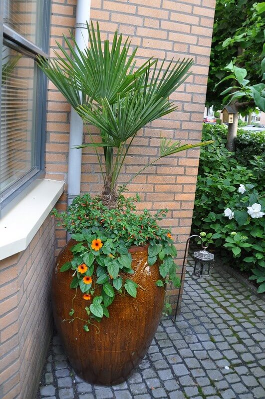 In einer geschützten Ecke vor dem Haus steht eine Hanfpalme im Kübel.