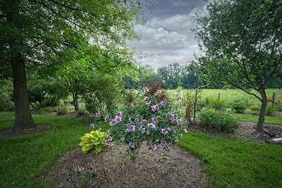 In einem Garten gedeiht ein blühender Hibiscus syriacus