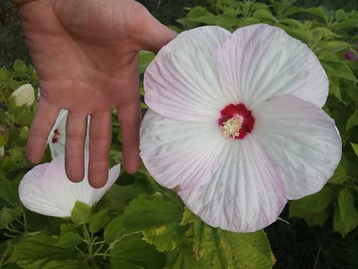 Männerhand neben einer weißen Stauden-Hibiskus Blüte