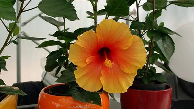 Im Wohnraum steht ein Hibiscus rosa-sinensis mit orange-roter Blüte