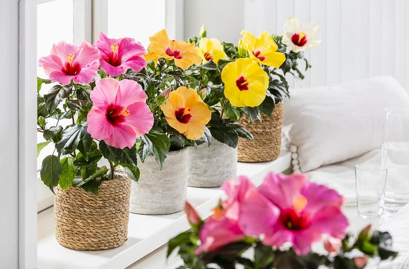 Blühende Hibiskus Pflanzen im Topf auf der Fensterbank innen