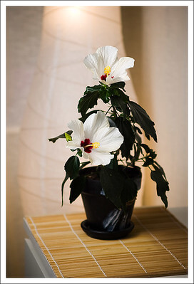 Auf einem Zimmertisch steht ein Roseneibisch mit weißen Blüten in einem schwarzen Blumentopf.