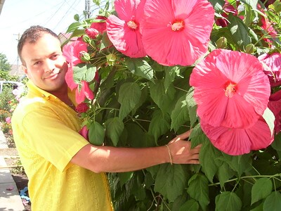 Ein Mann umarmt einen Staudenhibiskus mit riesengroßen Blüten.