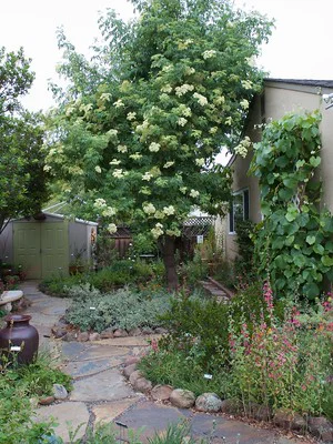 In einem Garten gedeiht ein prächtiger Holunder