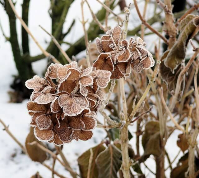 Nahaufnahme verwelkter Hortensienblüten, die mit Frost überzogen sind. 