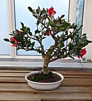 Auf der hellen Fensterbank steht eine Kamelie als Bonsai