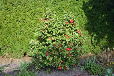 Ausgepflanzte Kamelie blühend im Garten