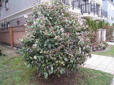 Ein buschiger, blühender Mittelmeer-Schneeball Viburnum tinus