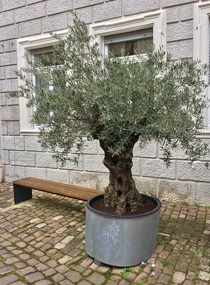 In einer gepflasterten Fußgängerzone steht ein großer, knorriger Olivenbaum in einem Kübel.