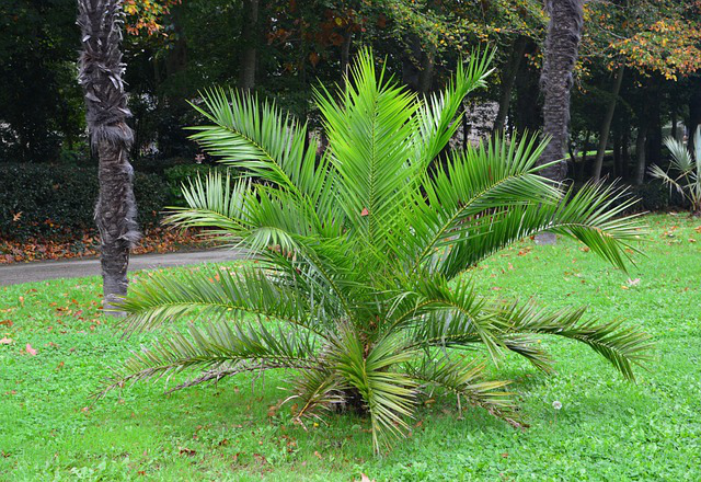 Honigpalme im Garten