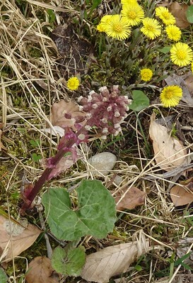 In der Bergwiese sind die Alpen-Pestwurz und Huflattich nebeneinander erblüht.