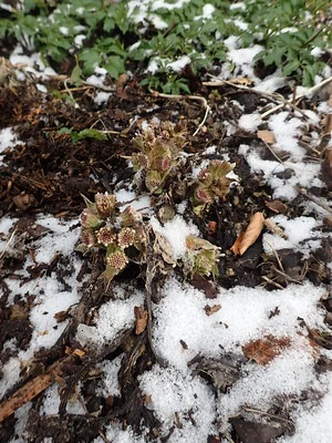 Alpen Pestwurz Austrieb im Schnee