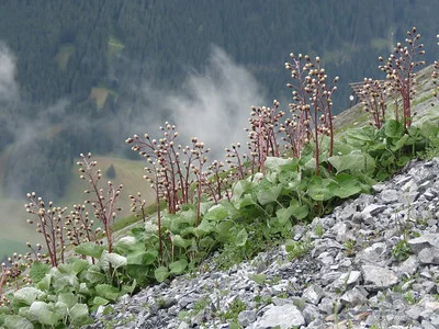 Am steilen Berghang gedeihen mehrere Alpen-Pestwurze