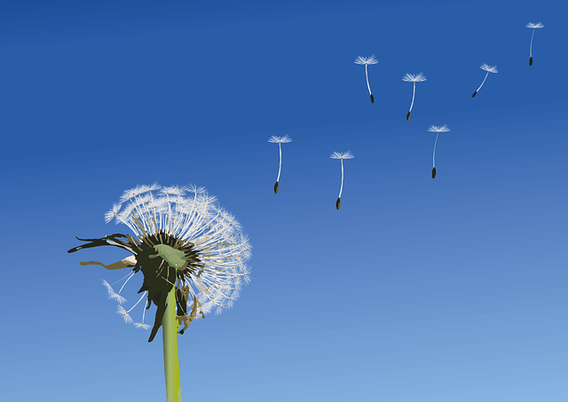 Eine Pusteblume vor blauem Himmel, von der einige Samen mit dem Pappus davonfliegen.