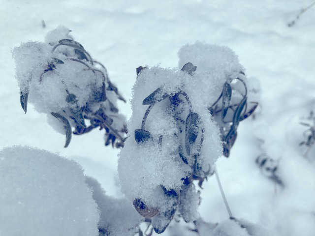 Salbei im Schnee ausgepflanzt im Garten.