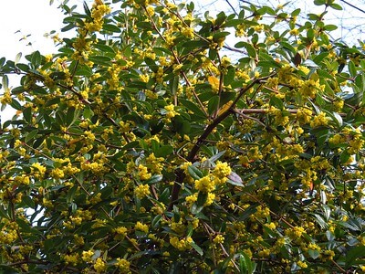 Nahaufnahme der immergrünen Berberitzen-Art Berberis julianae mit einem blickdichten Wachstum und gelben Blüten.