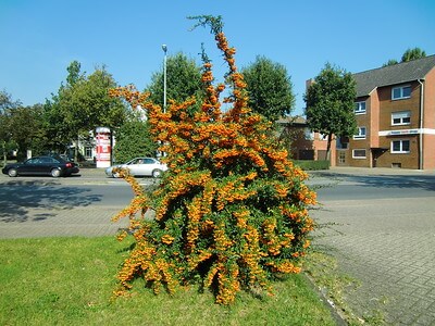 Auf dem Rasen wächst ein Feuerdorn Red Column, der seinen orangeroten Fruchtschmuck und ein undurchdringliches Wachstum präsentiert.