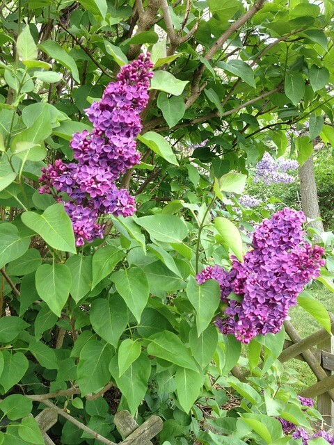 Am Gartenzaun gedeiht ein hoher, blickdichter Flieder